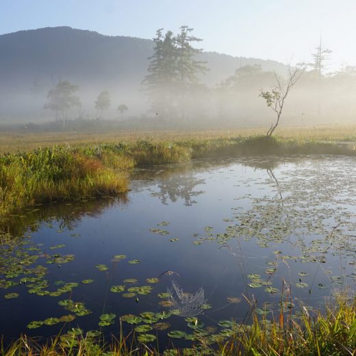 尾瀬代替テキスト